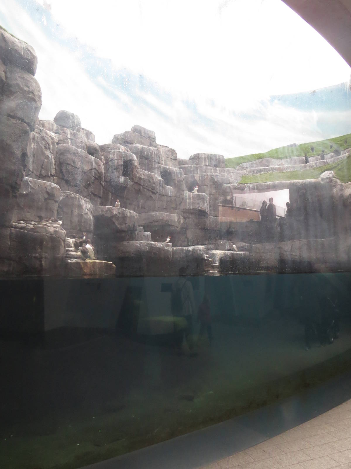 Arctic ring - seabird enclosure, June 2015.