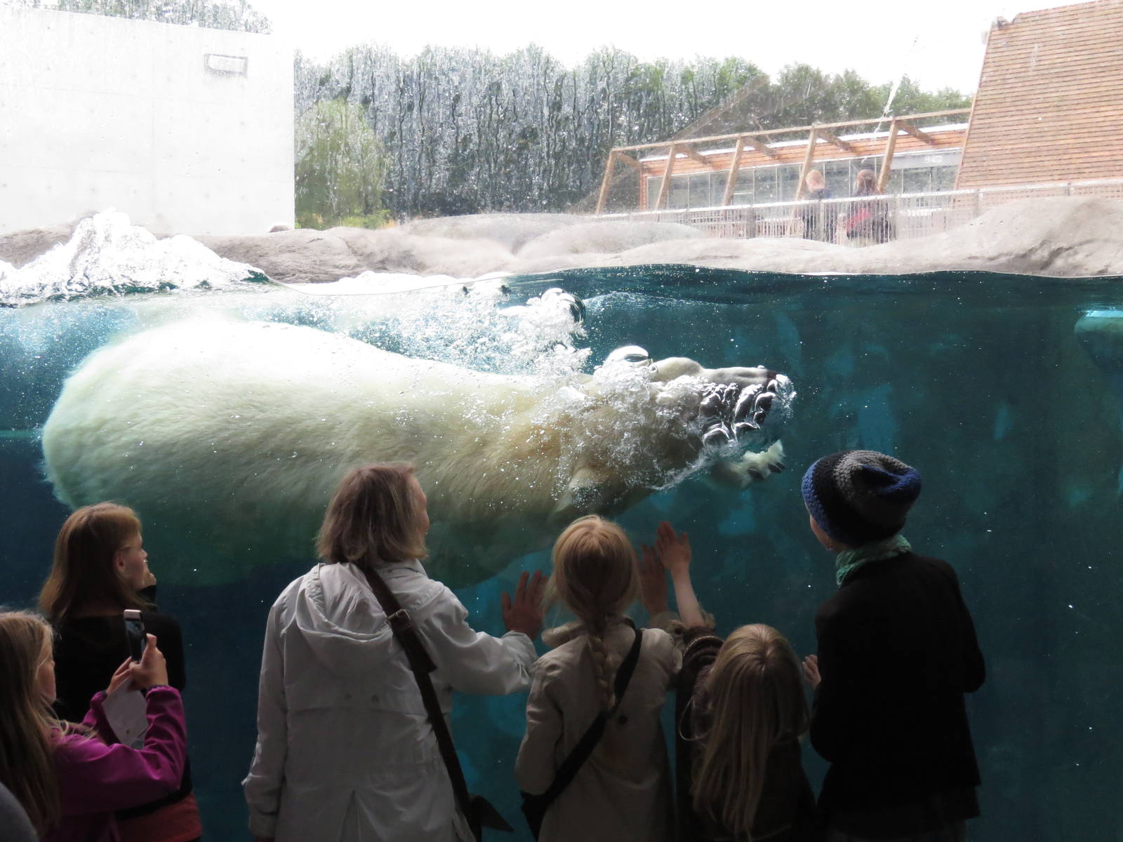 Arctic ring - swimming polar bear, June 2015.