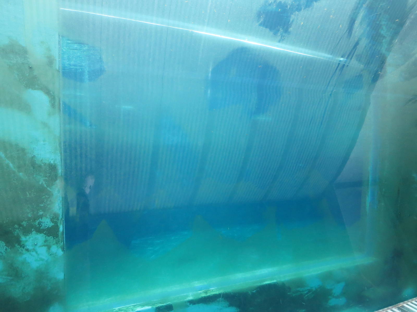 Arctic ring - Window into seal pool, June 2015.