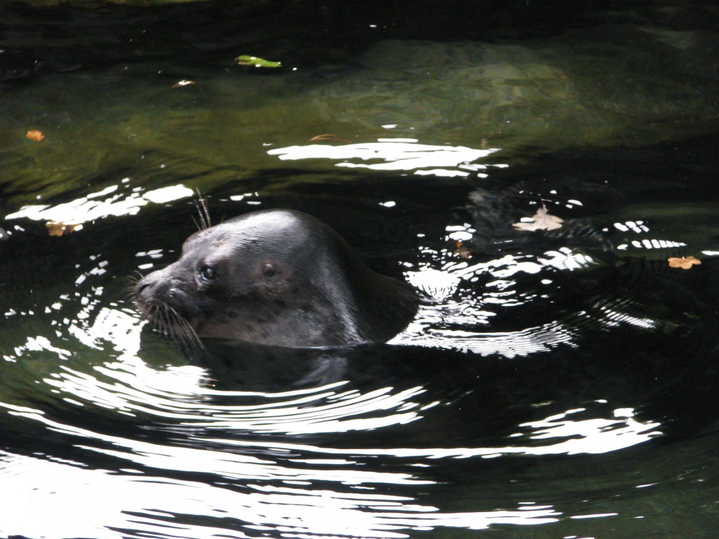Arctic ringed seal - July 2012