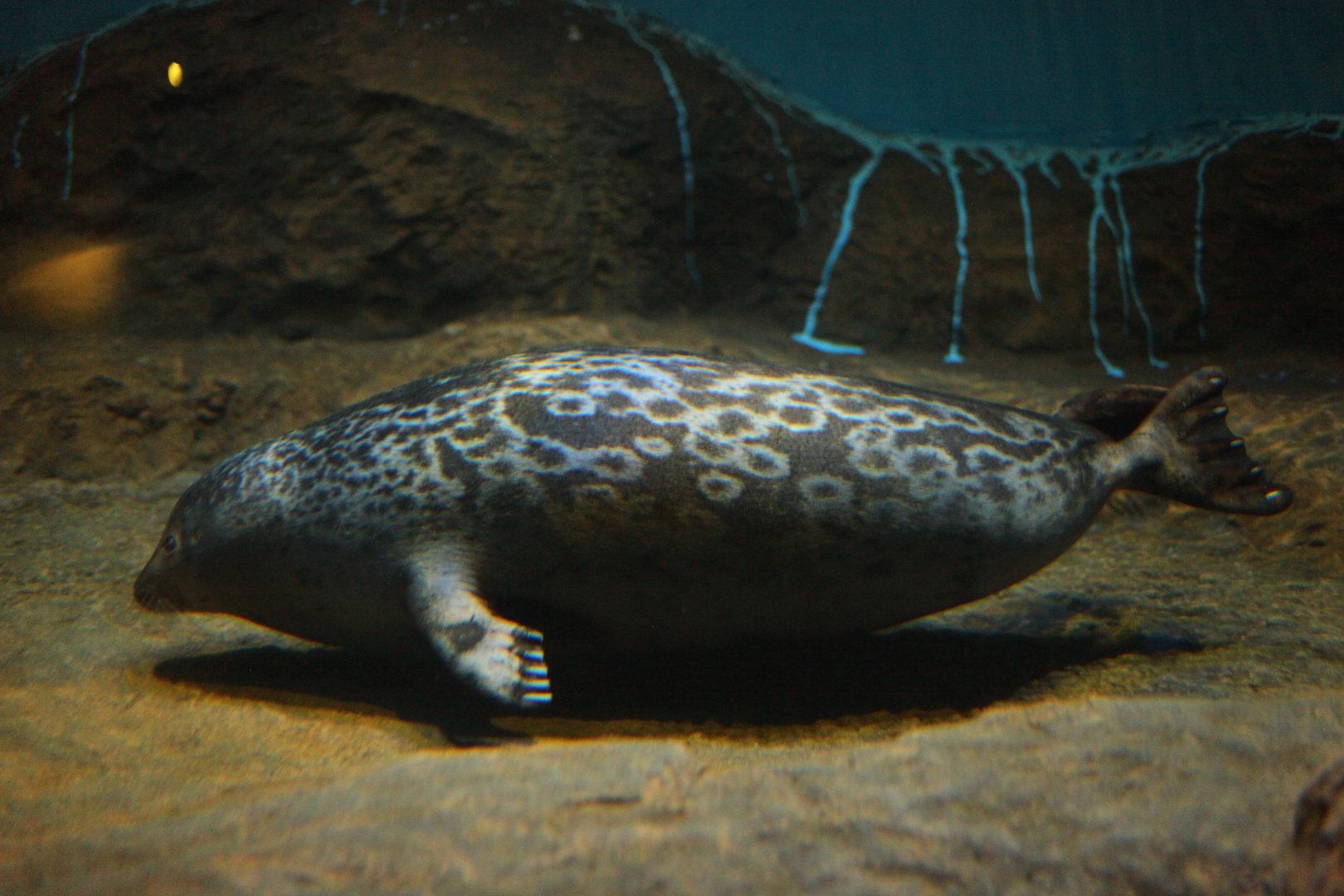 Arctic ringed seal (Pusa hispida hispida)