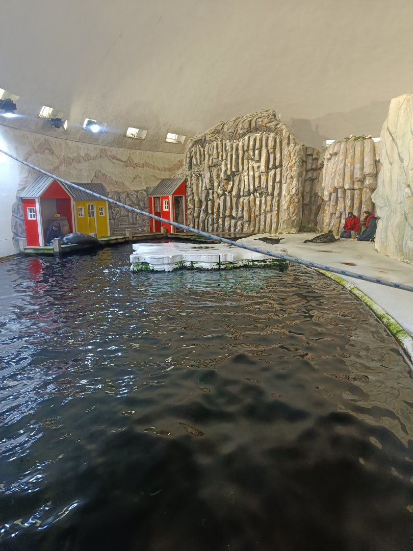 Arctic seal (Bearded and Ringed) pool at feeding time - Polar Pavilion (22/08/24)