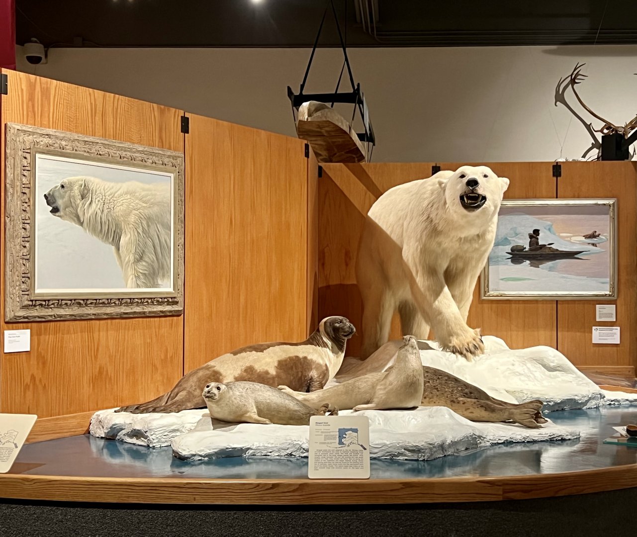 Arctic Seas display