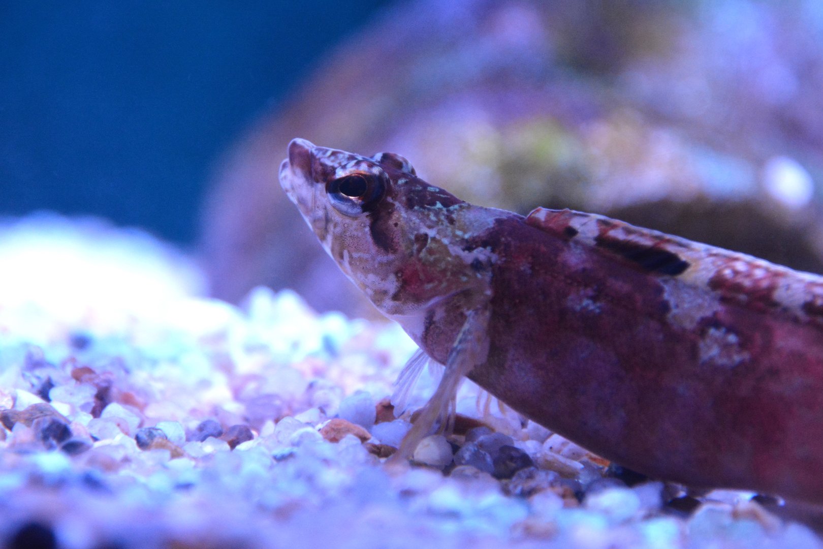 Arctic shanny (Stichaeus punctatus)