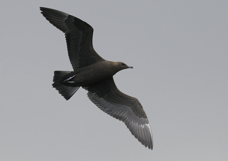 Arctic skua aka Parasitic jaeger