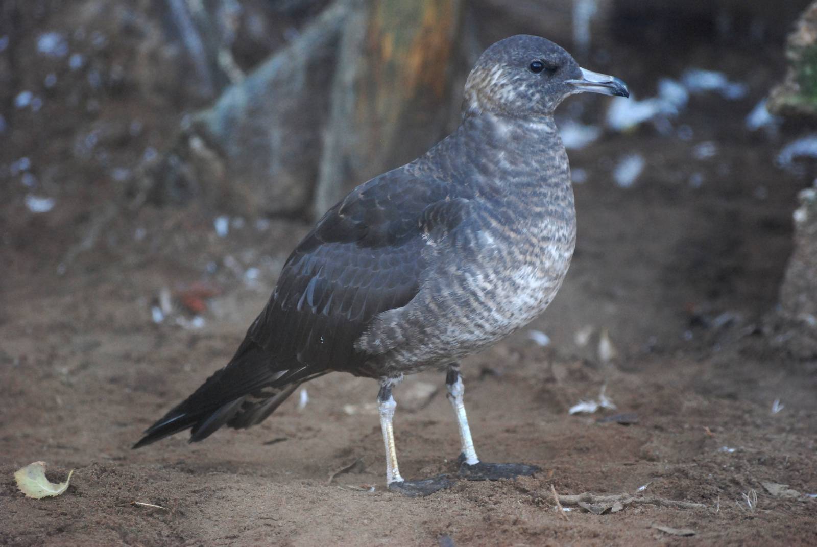 Arctic Skua at Mablethorpe, 11/11/12