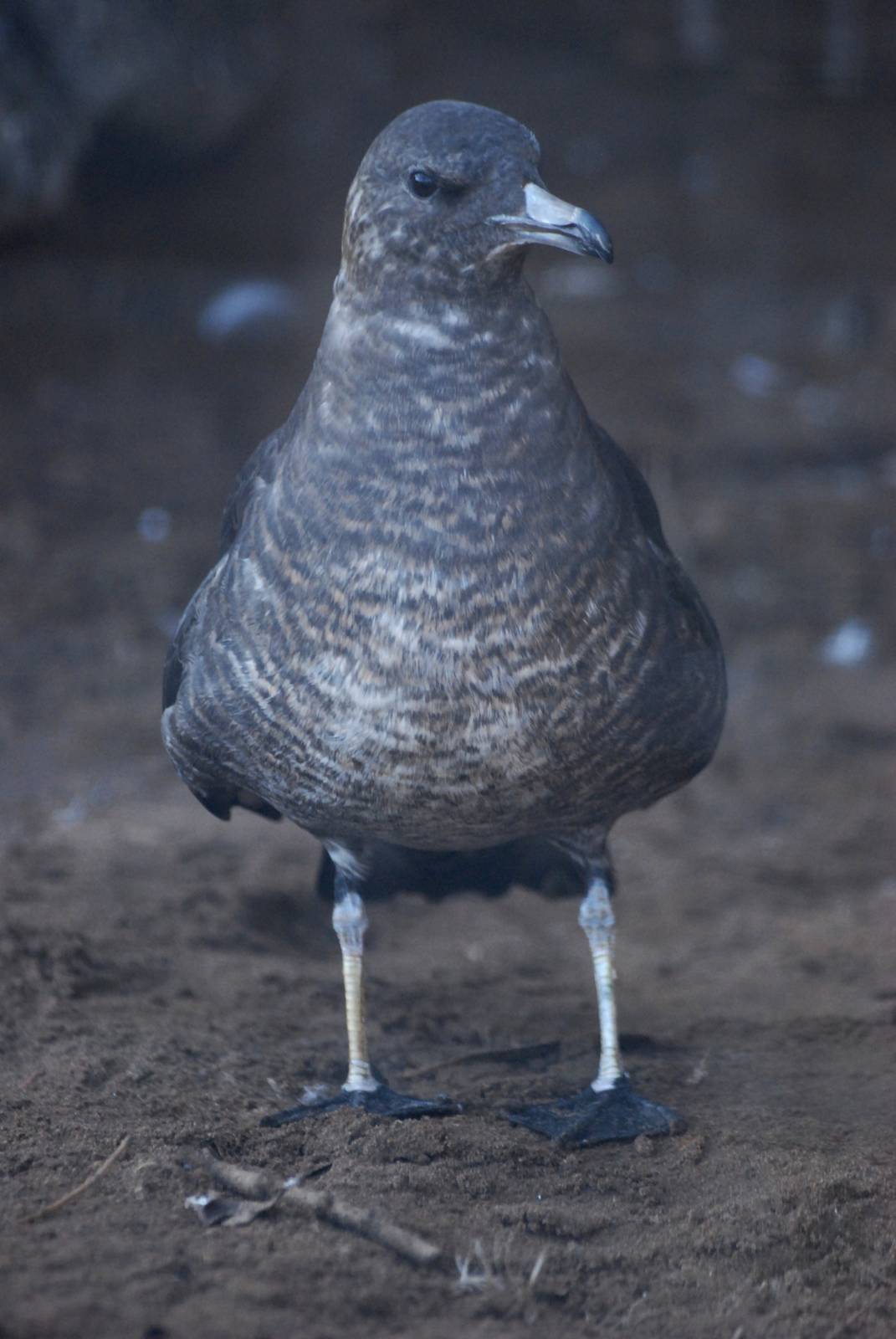 Arctic Skua at Mablethorpe, 11/11/12