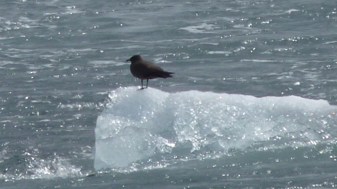 Arctic Skua