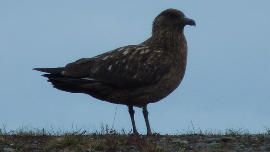 Arctic Skua