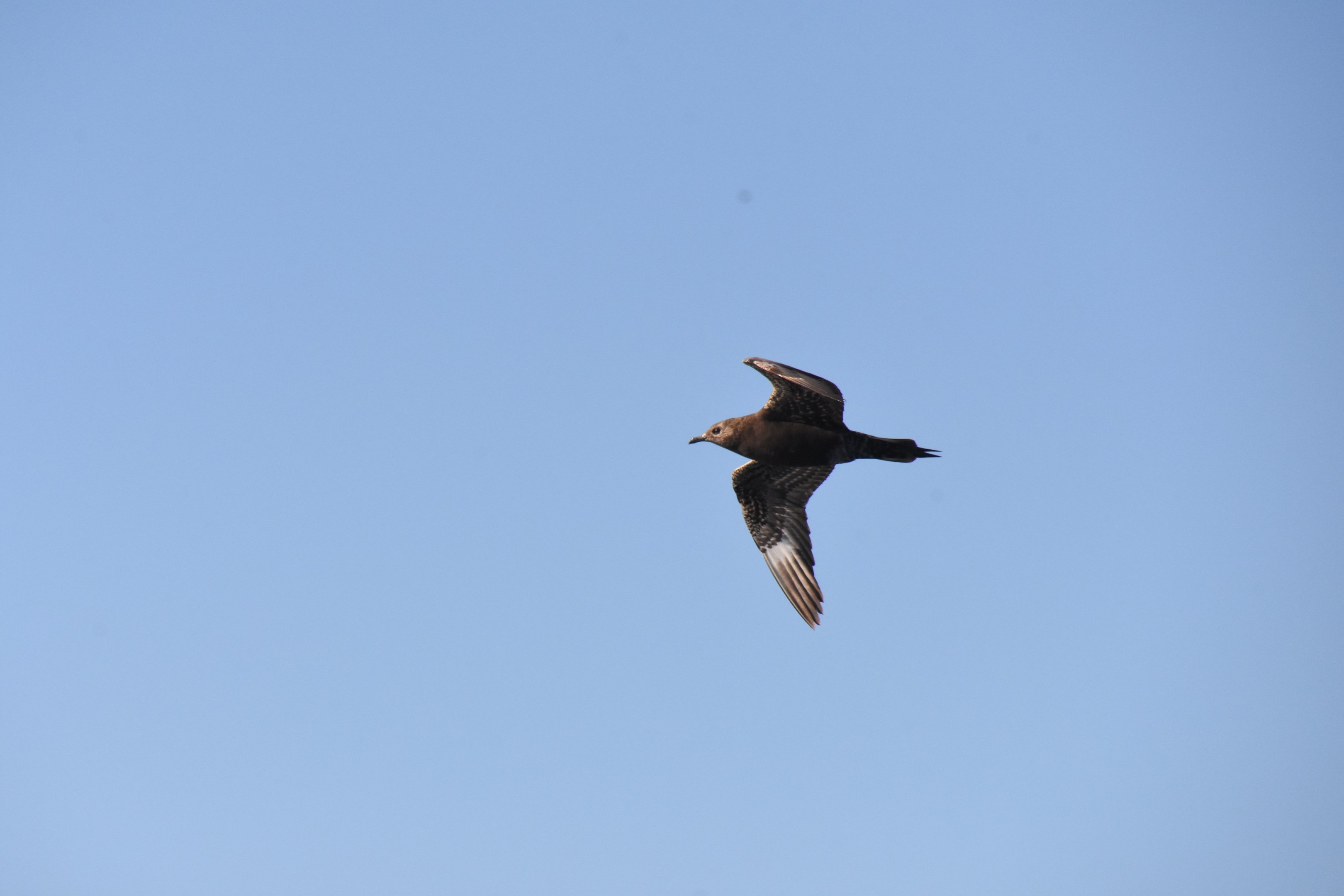 Arctic skua