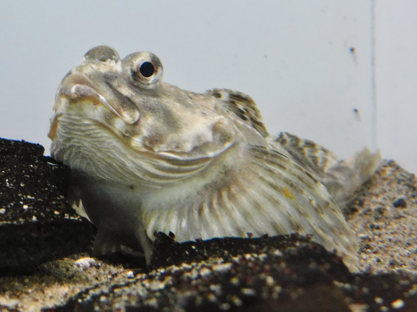Arctic Staghorn Sculpin (Gymnocanthus tricuspis) November 8, 2025