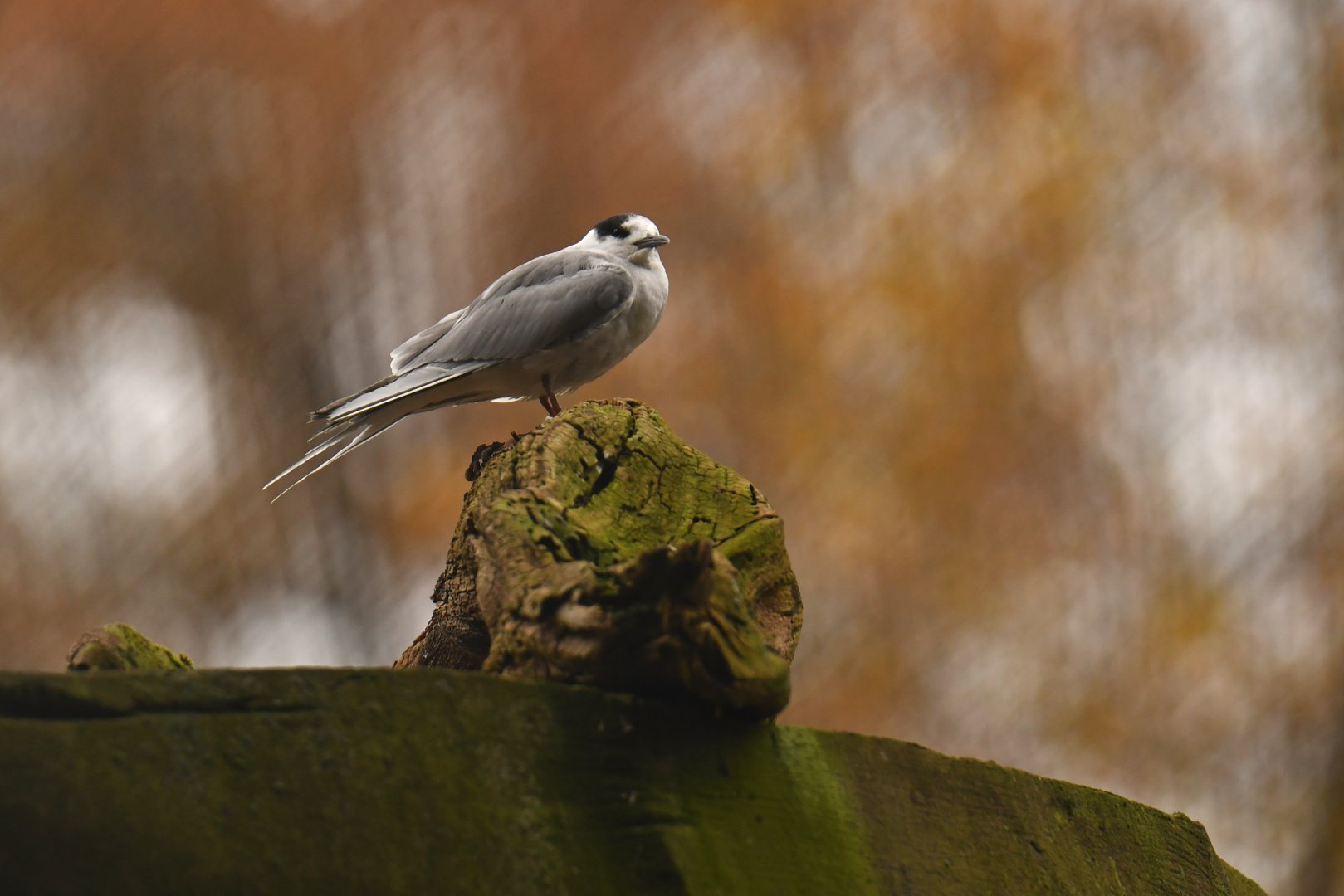 Arctic stern (Sterna paradisaea)