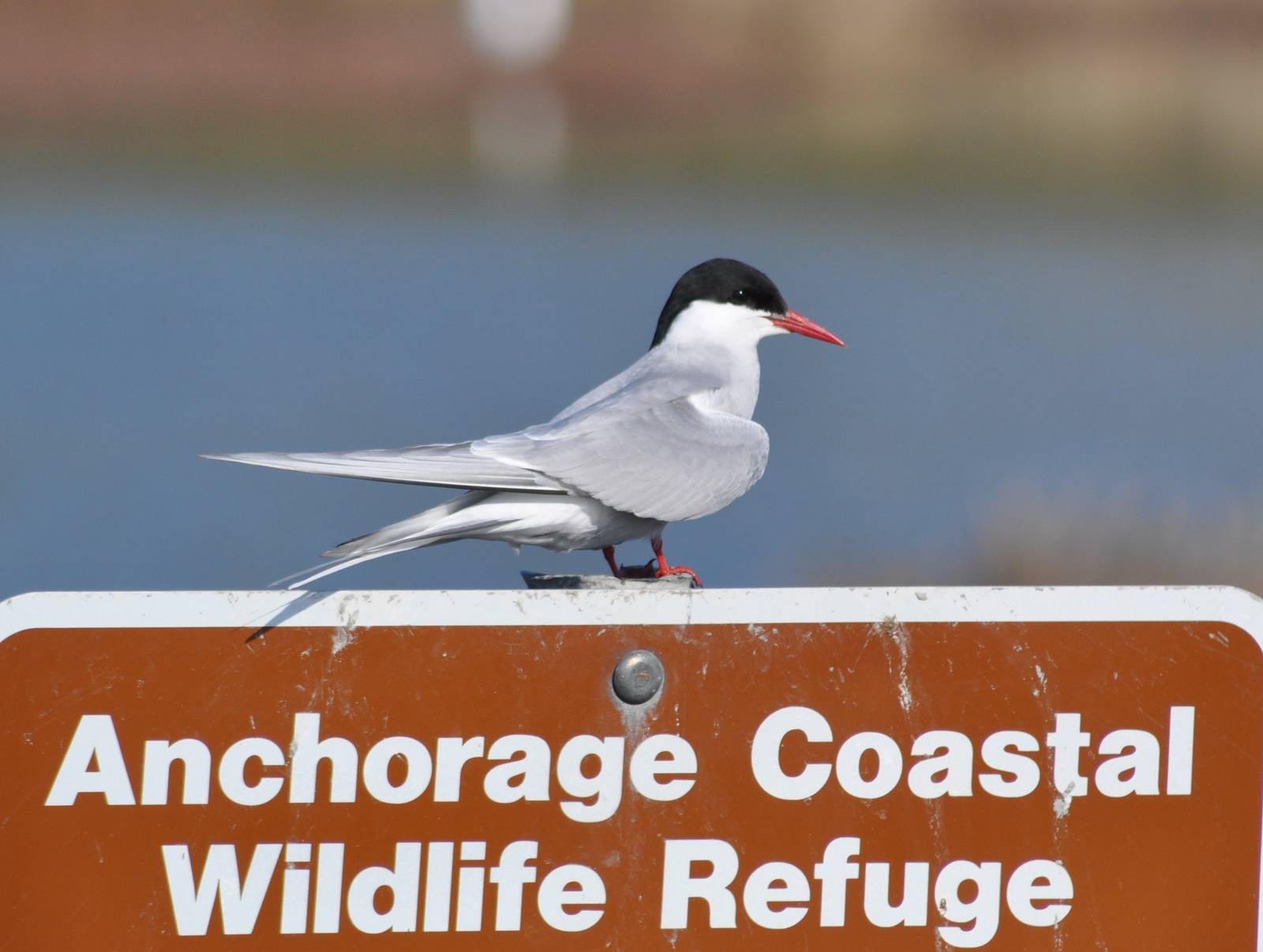 Arctic Tern - Alaska