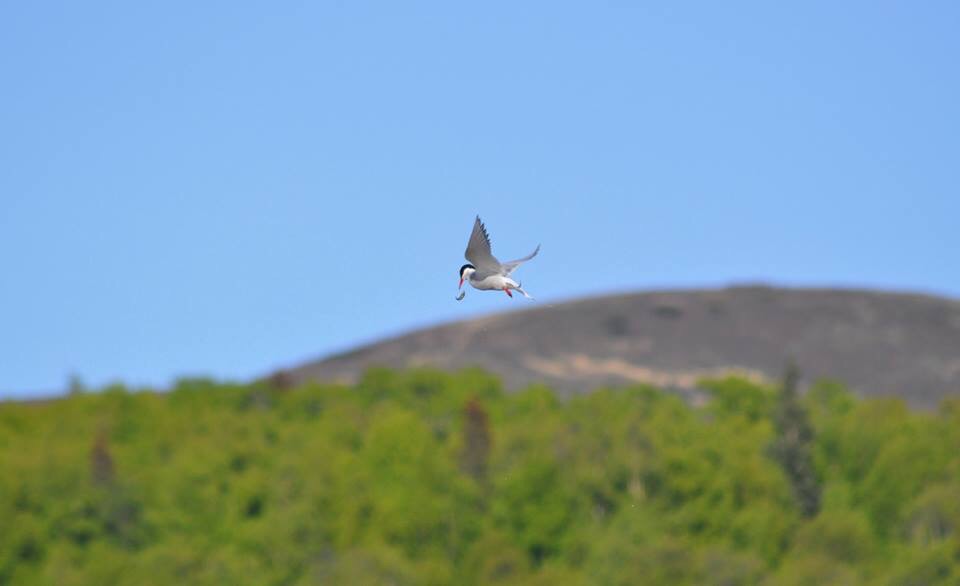 Arctic Tern - Alaska