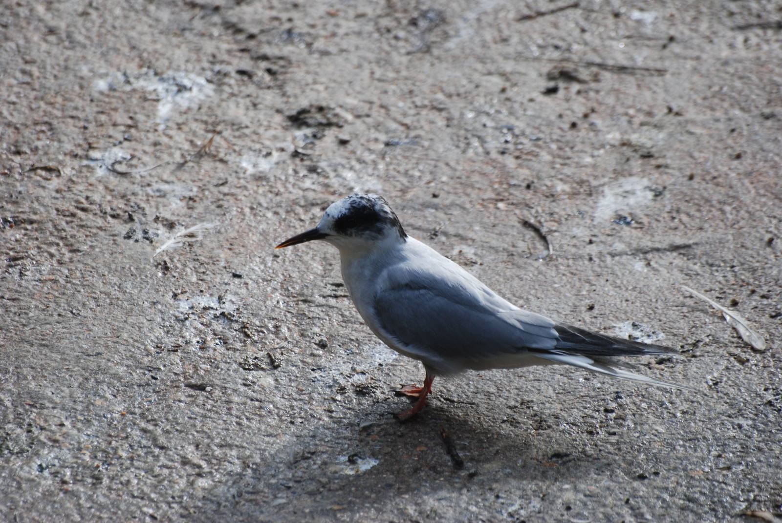 Arctic Tern at Berlin Zoo, 31/08/11