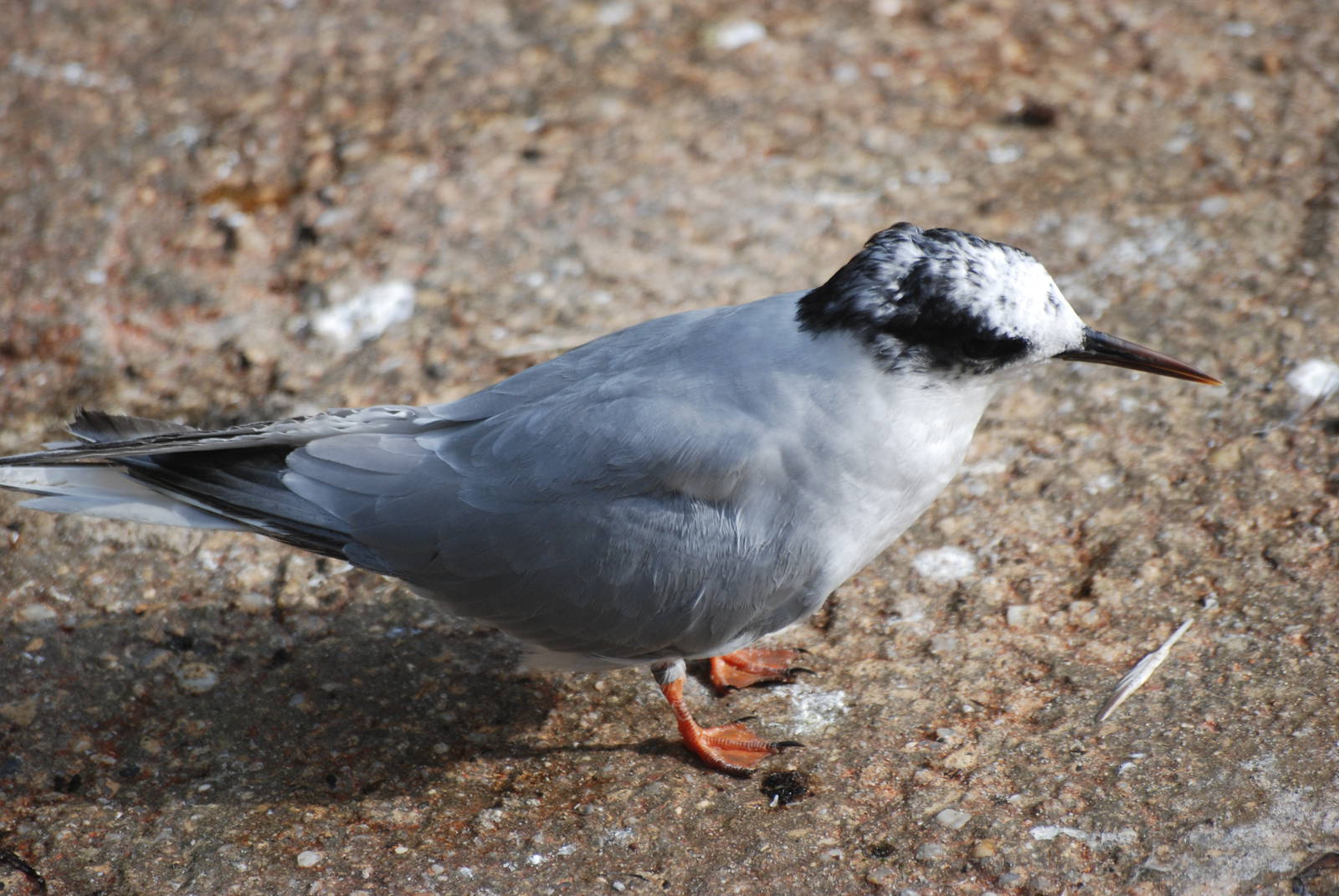 Arctic Tern at Berlin Zoo, 31/08/11