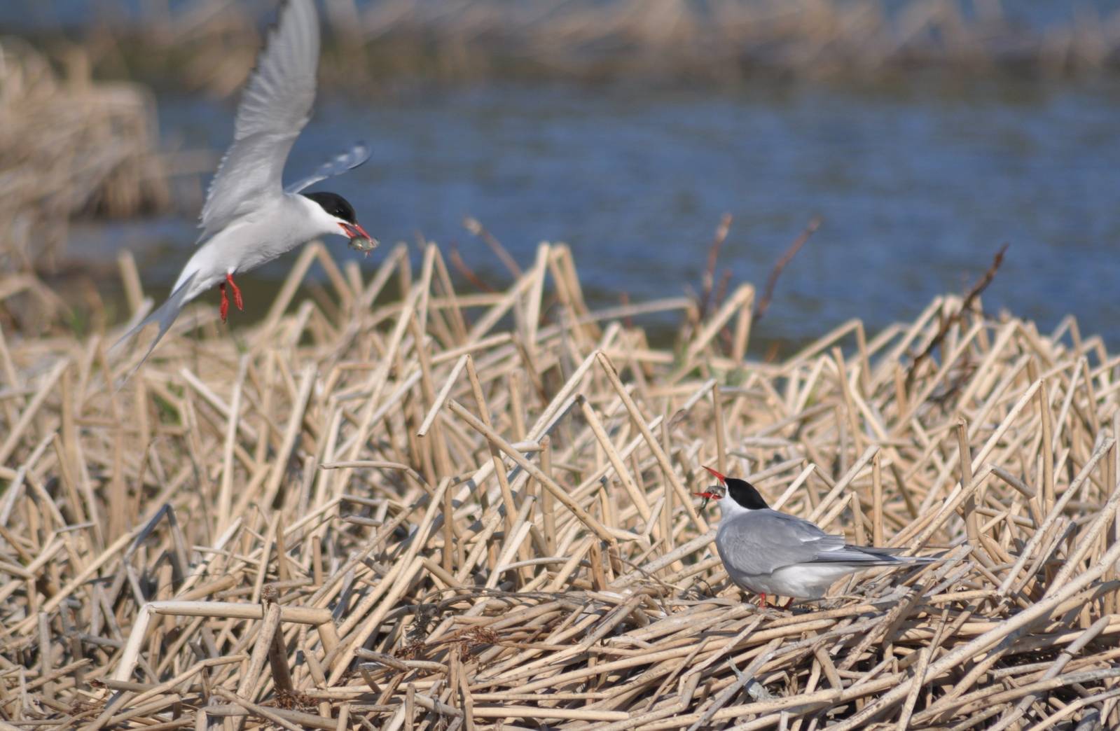Arctic Tern Nesting - Alaska