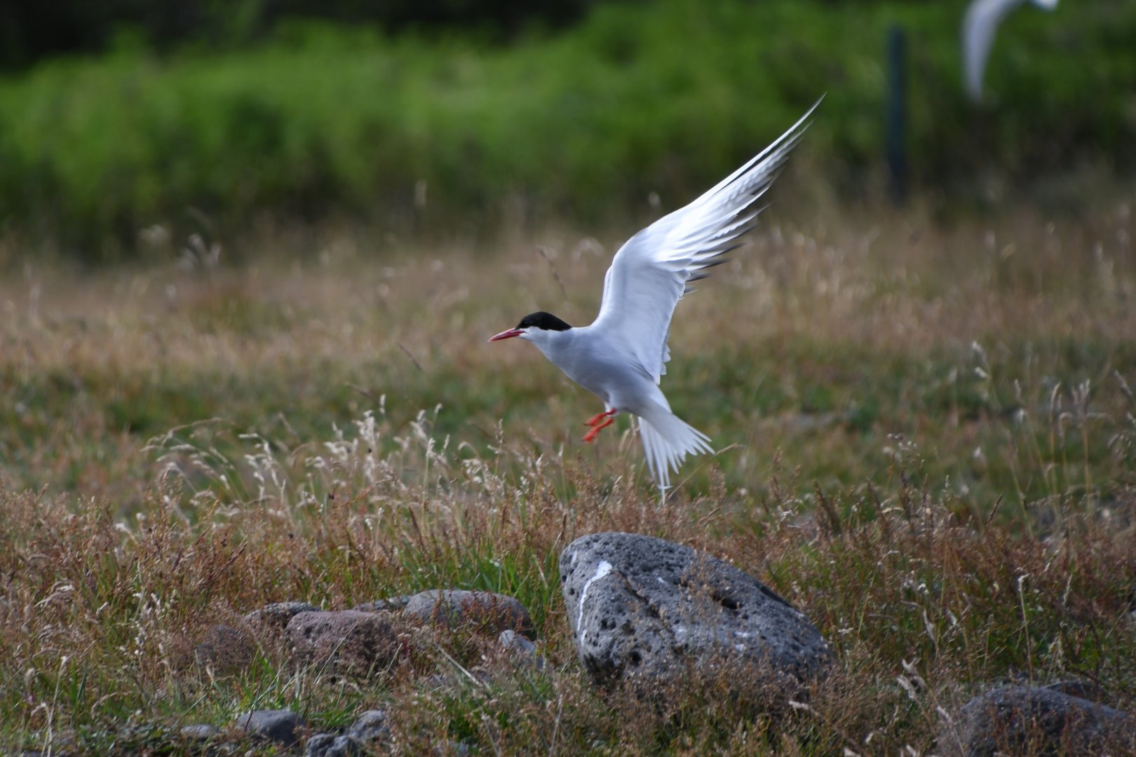 Arctic tern (Sterna paradisaea)