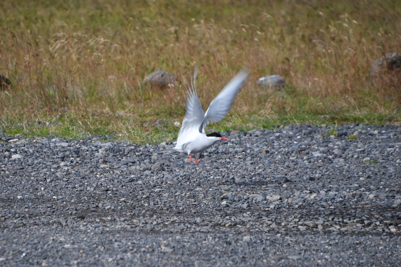 Arctic tern (Sterna paradisaea)