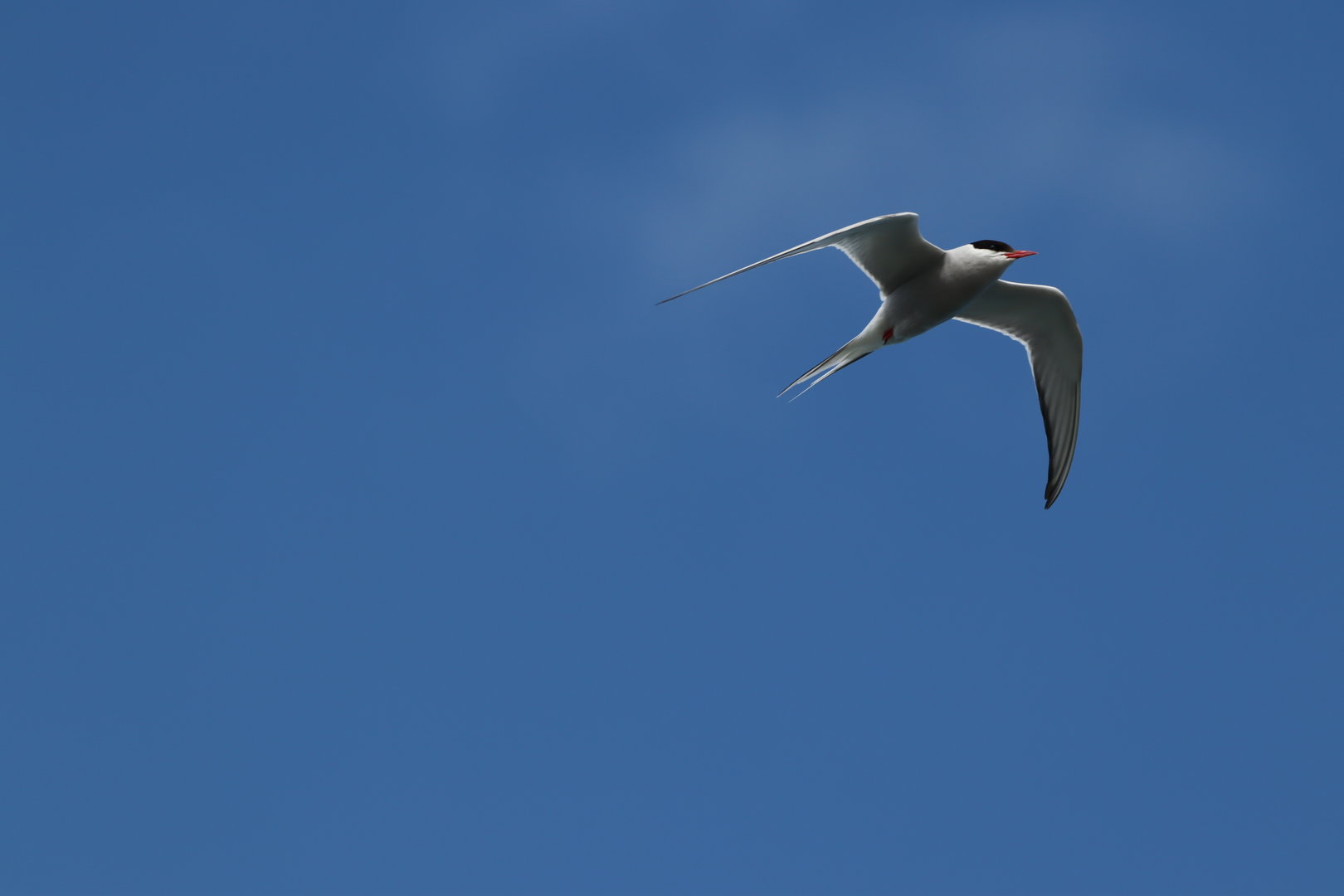 Arctic Tern