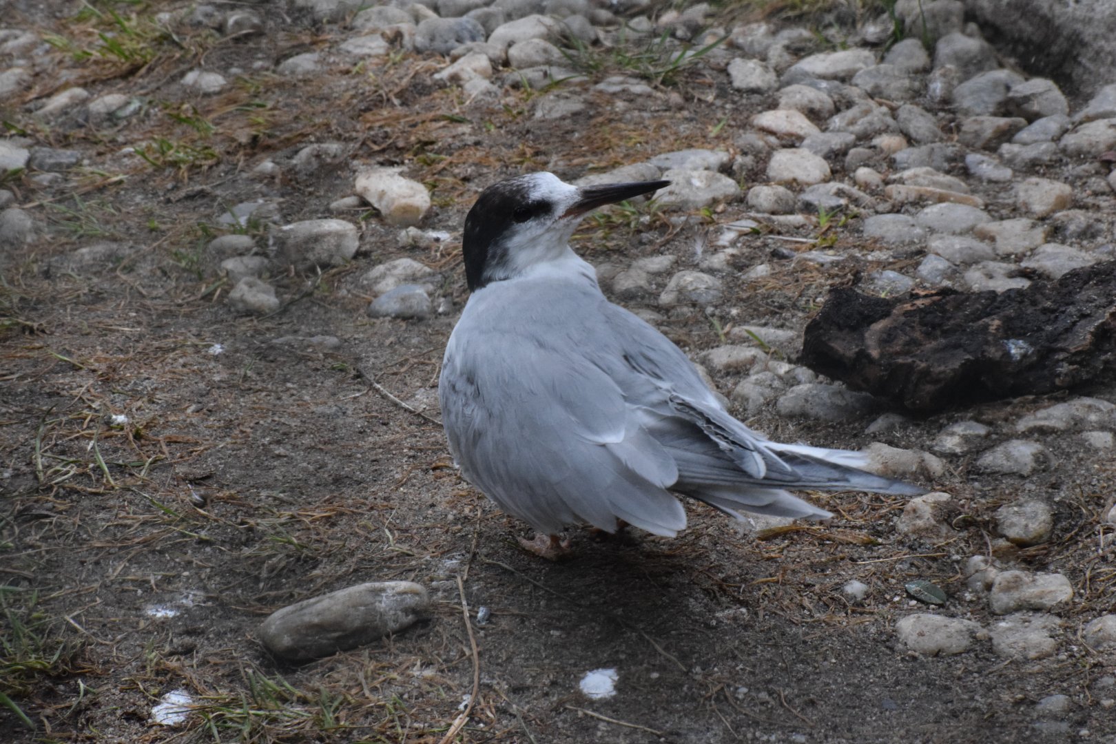 Arctic tern