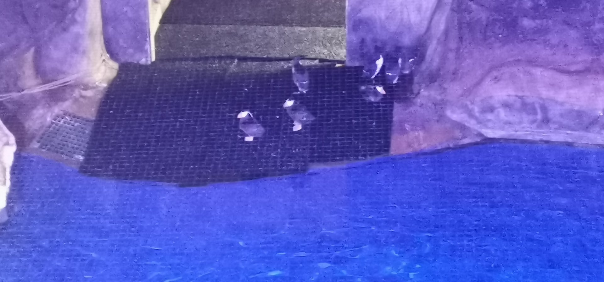 Arctic / Tufted puffins