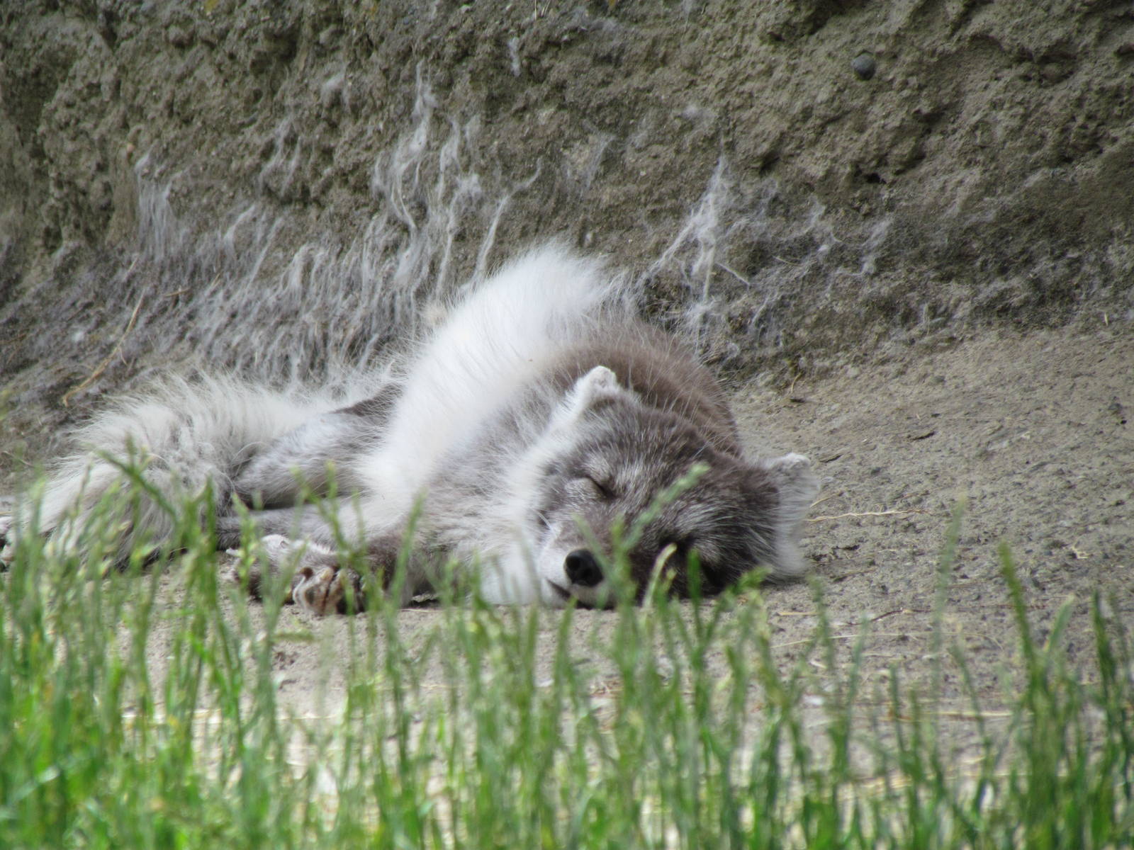 Arctic Tundra - Arctic Fox Exhibit