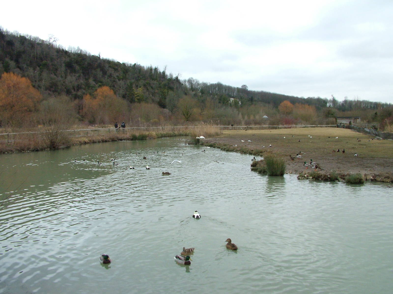 Arctic Tundra exhibit at Arundel WWT 13/03/10