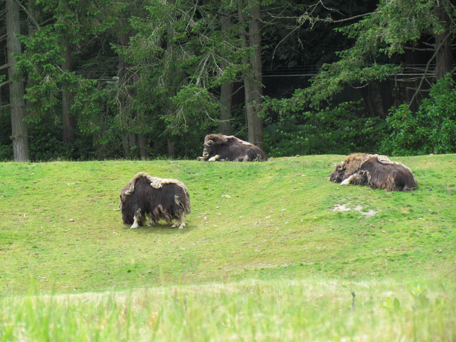 Arctic Tundra - Musk Ox Exhibit