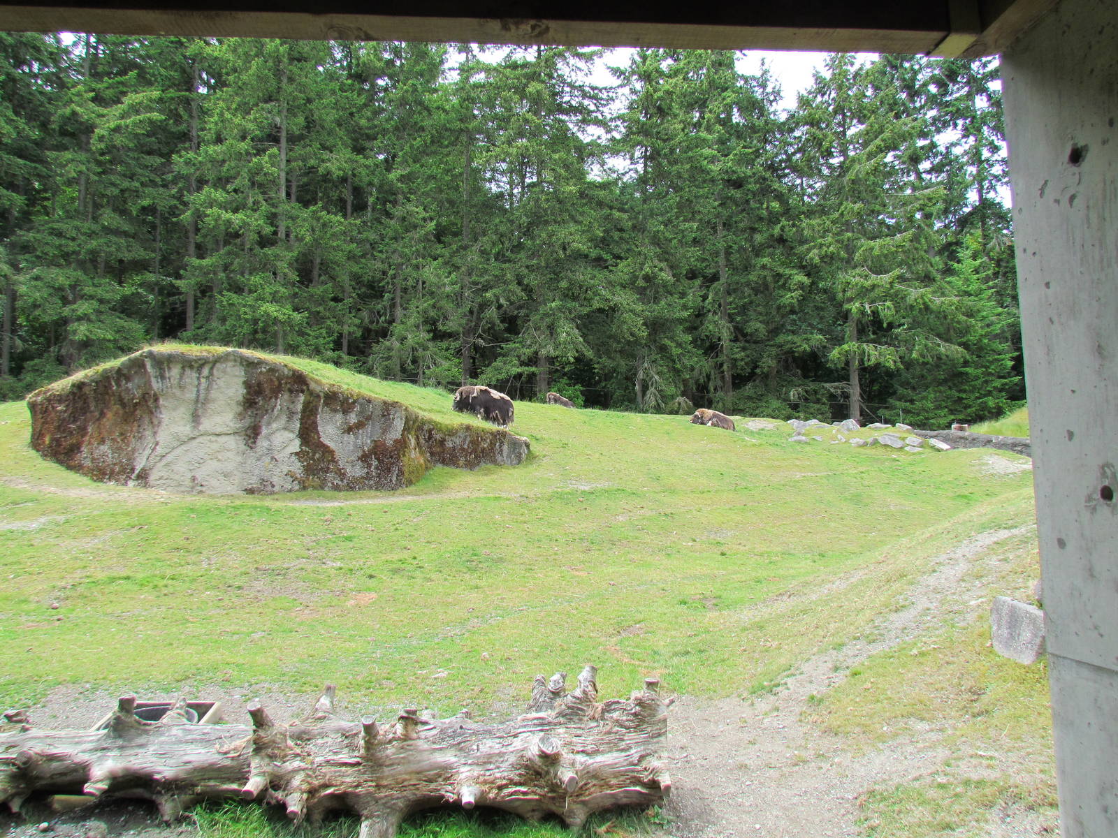 Arctic Tundra - Musk Ox Exhibit