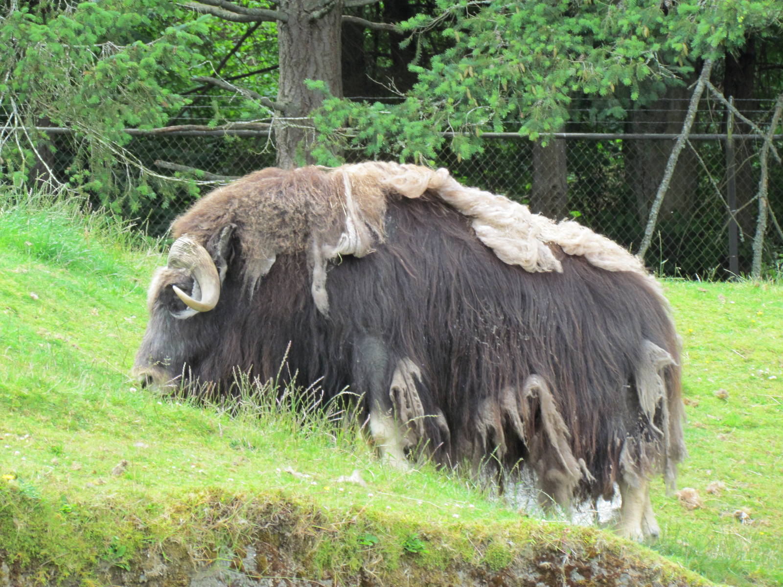 Arctic Tundra - Musk Ox