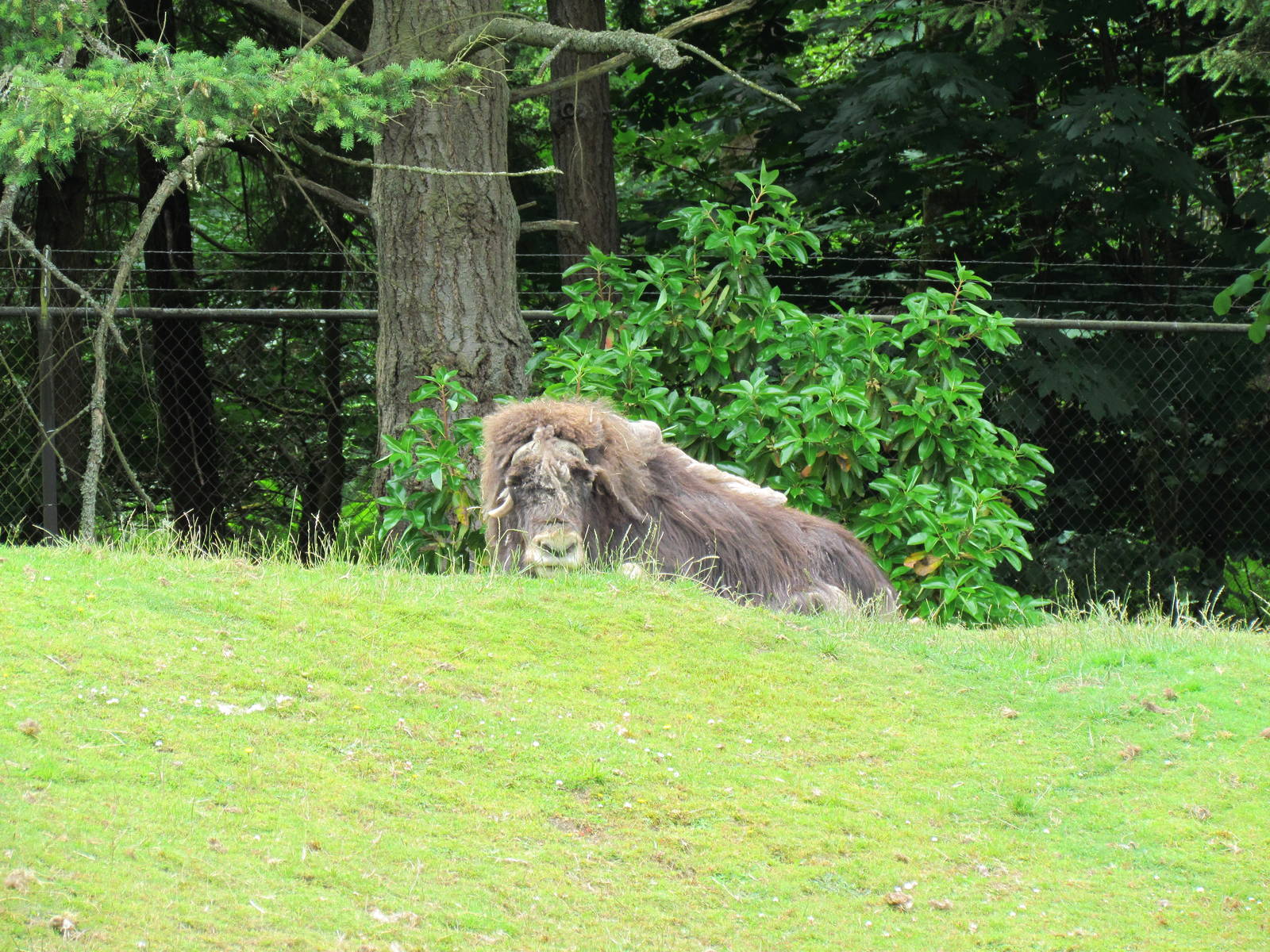 Arctic Tundra - Musk Ox