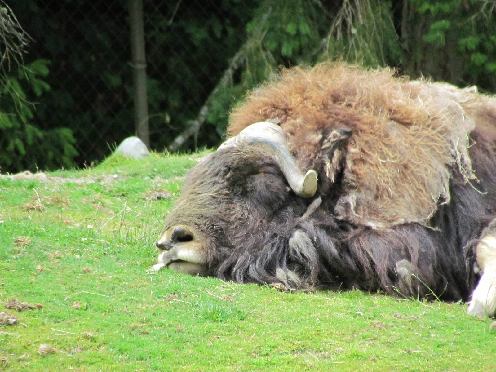 Arctic Tundra - Musk Ox