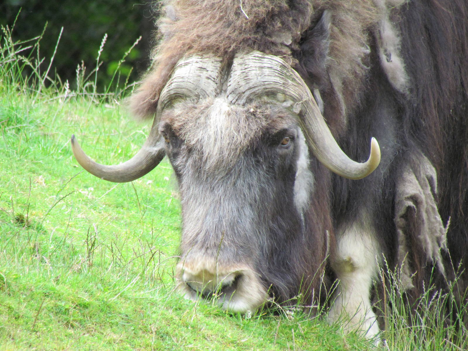 Arctic Tundra - Musk Ox