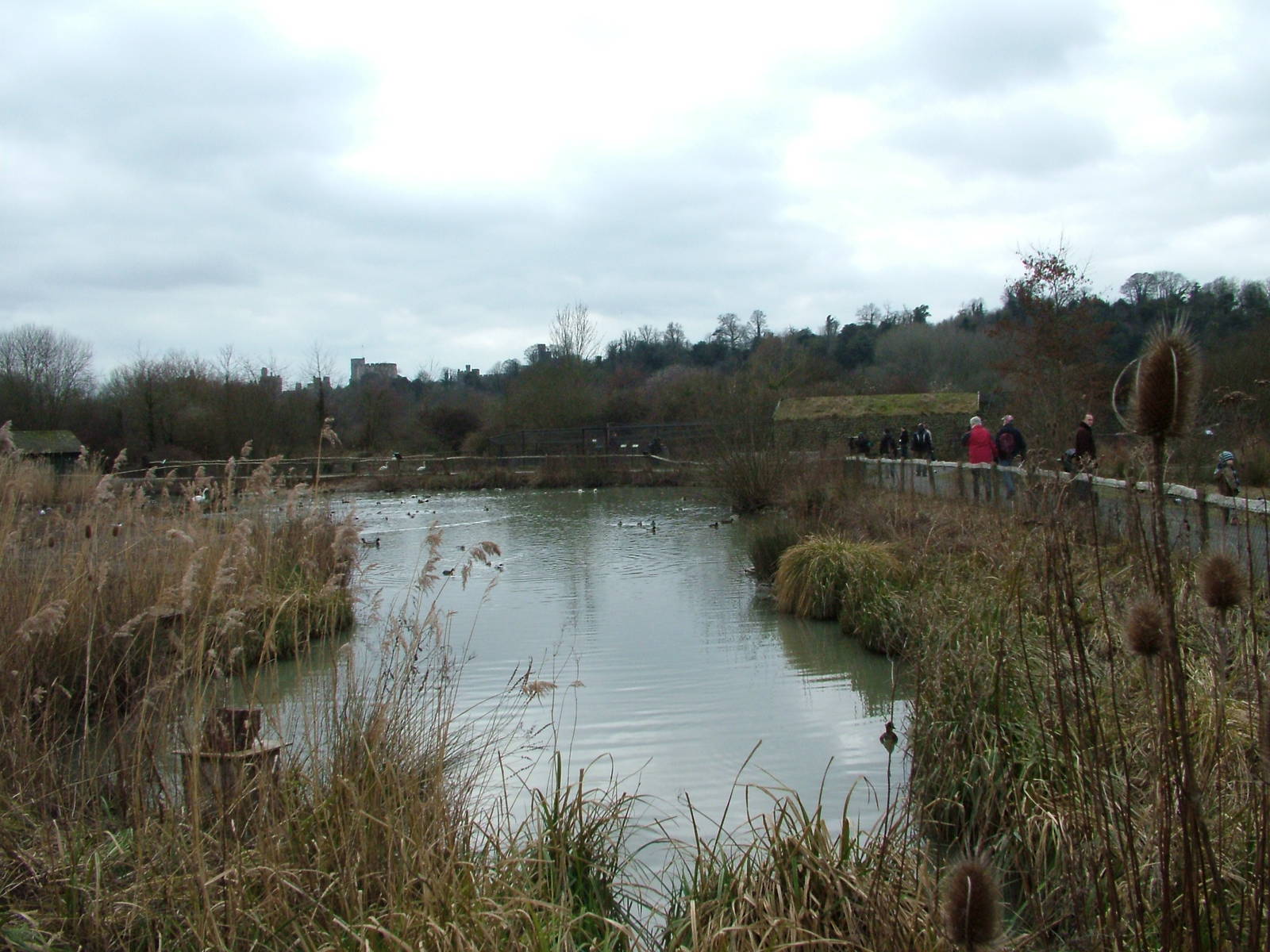Arctic Tundra Pen at Arundel WWT 13/03/10