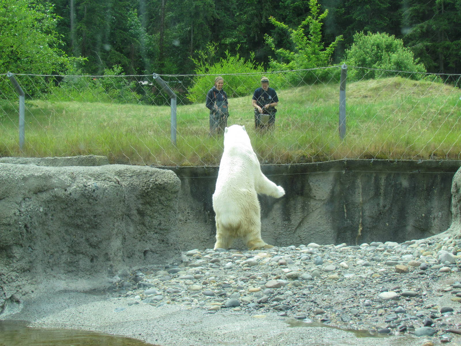 Arctic Tundra - Polar Bear Exhibit