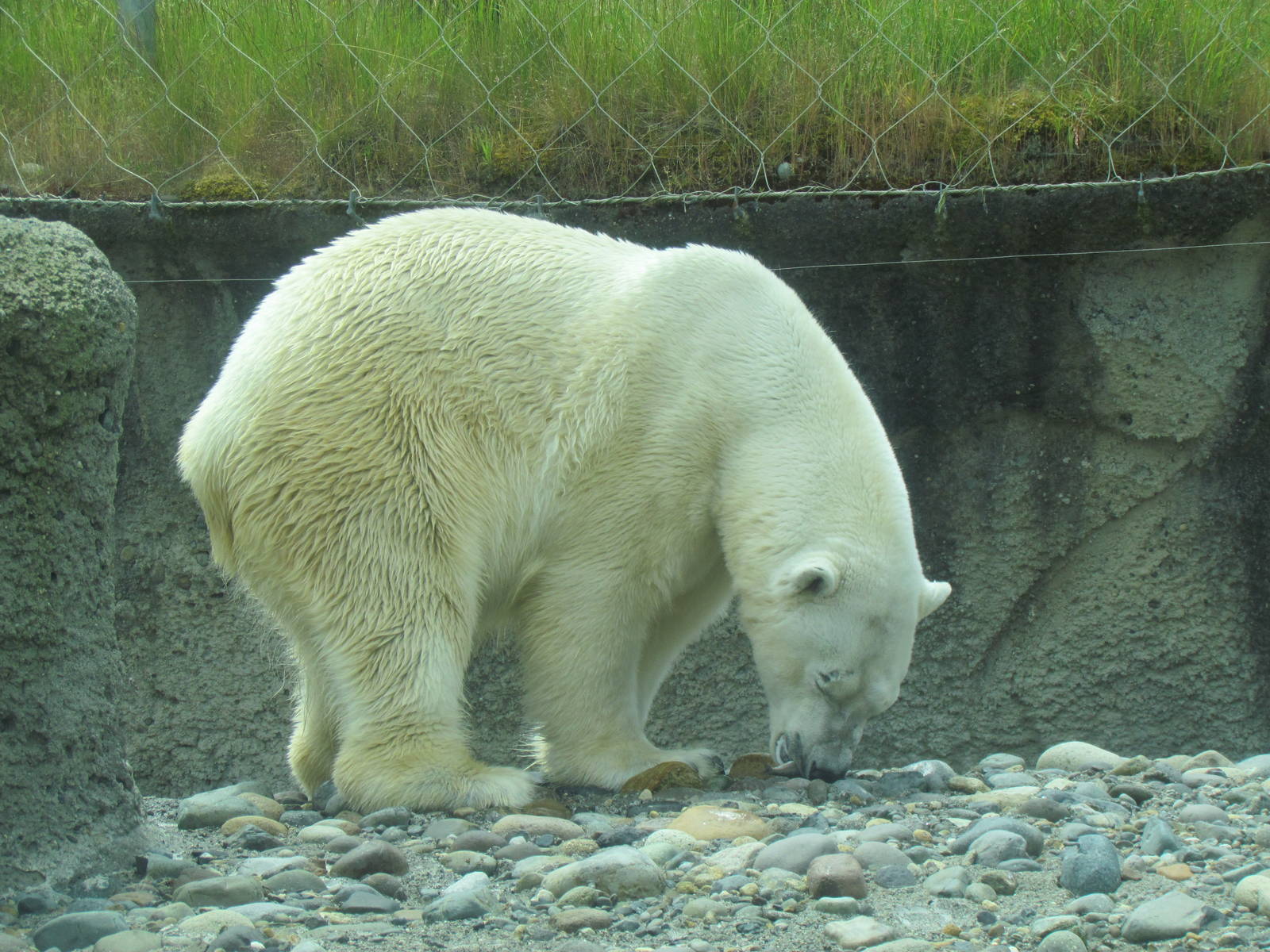 Arctic Tundra - Polar Bear Exhibit