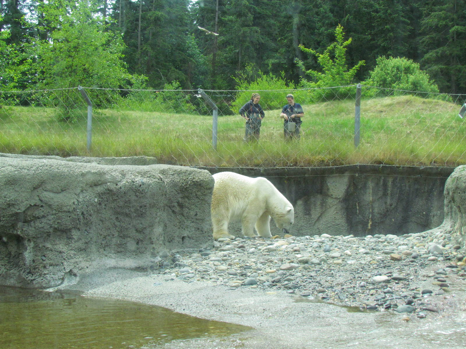Arctic Tundra - Polar Bear Exhibit