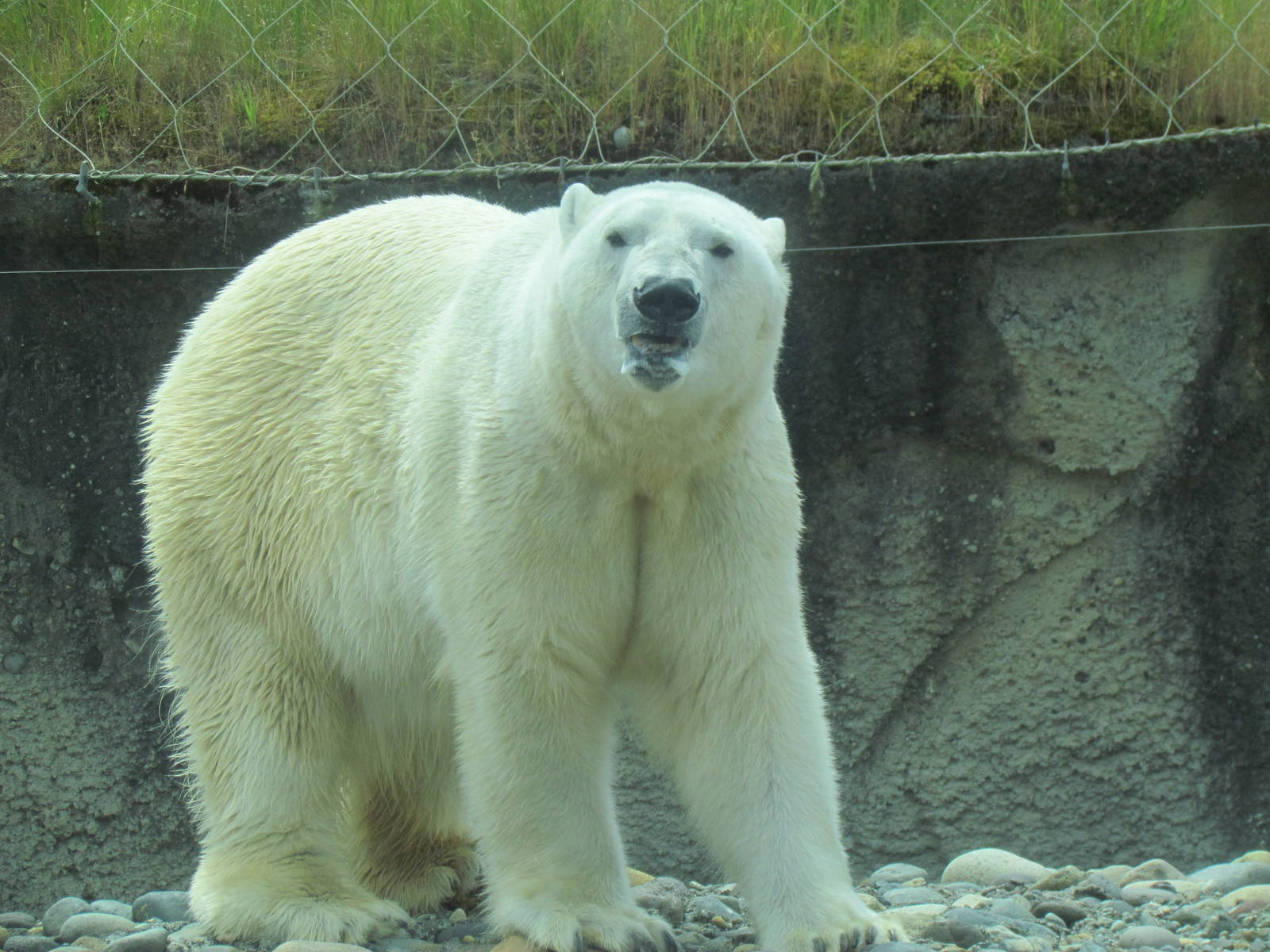 Arctic Tundra - Polar Bear