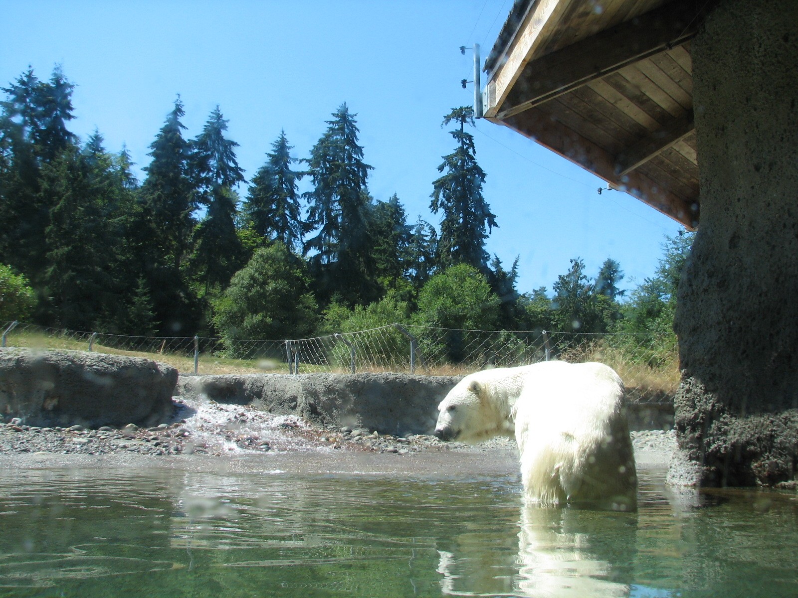 Arctic Tundra - Polar Bear