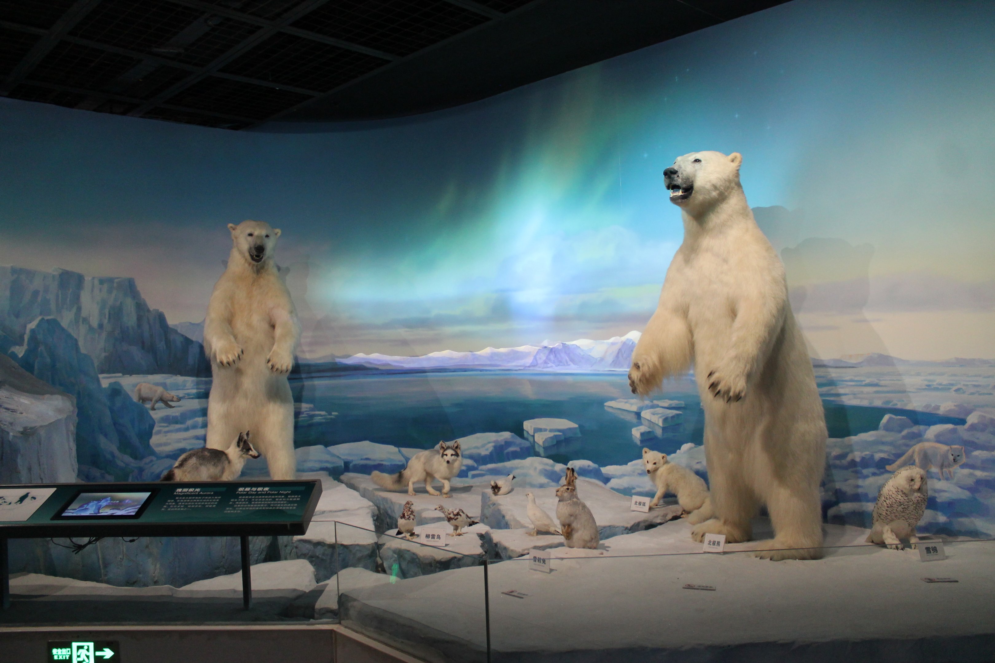 Arctic Wildlife - Shaanxi Nature Museum