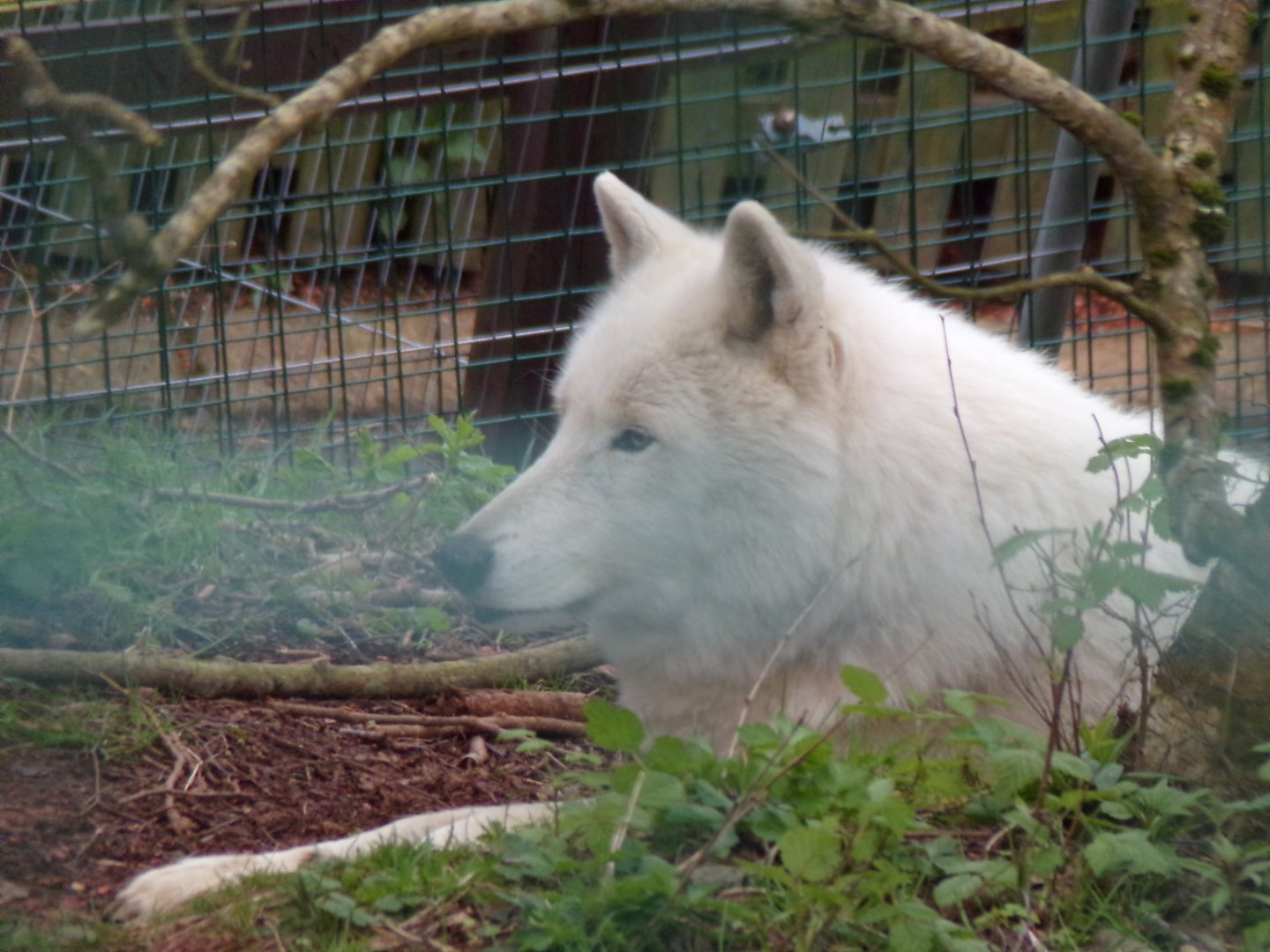 Arctic wolf 12.4.24