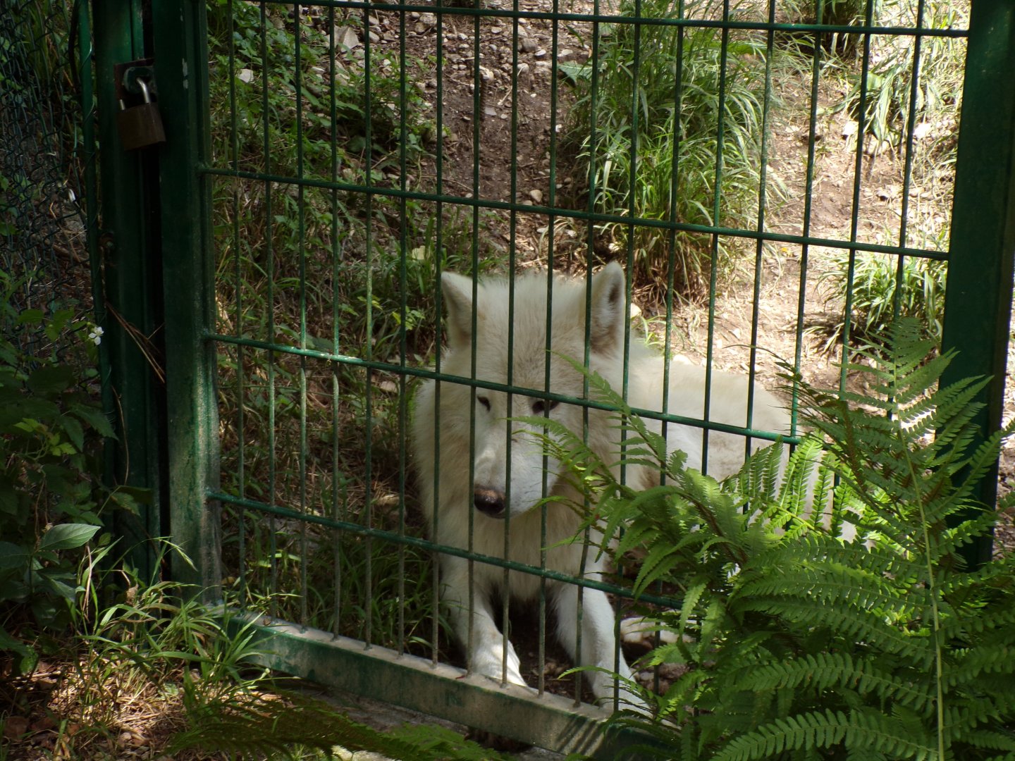 Arctic wolf 13.7.25