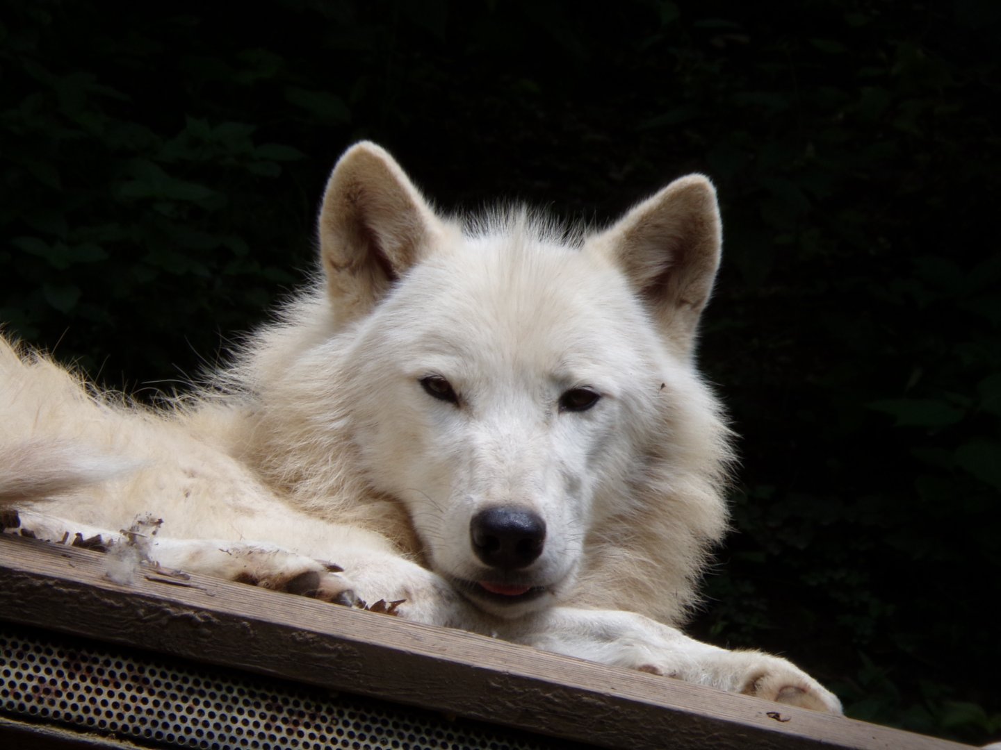 Arctic wolf 13.7.25