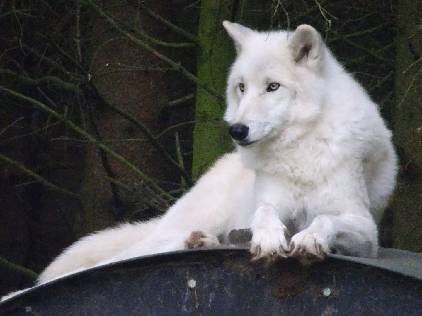 Arctic Wolf 18 October 2025