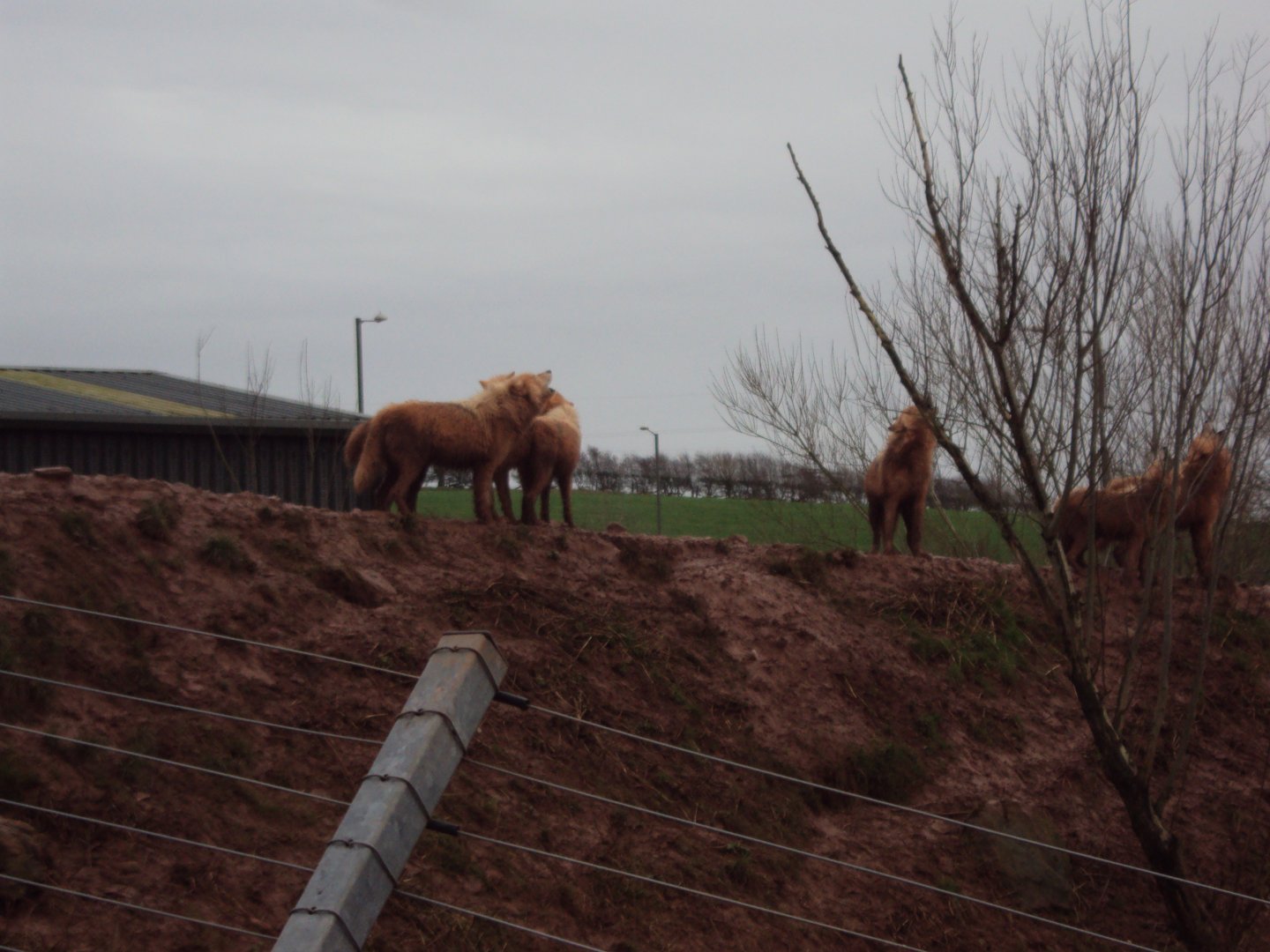 Arctic Wolf?????? 26/01/2020