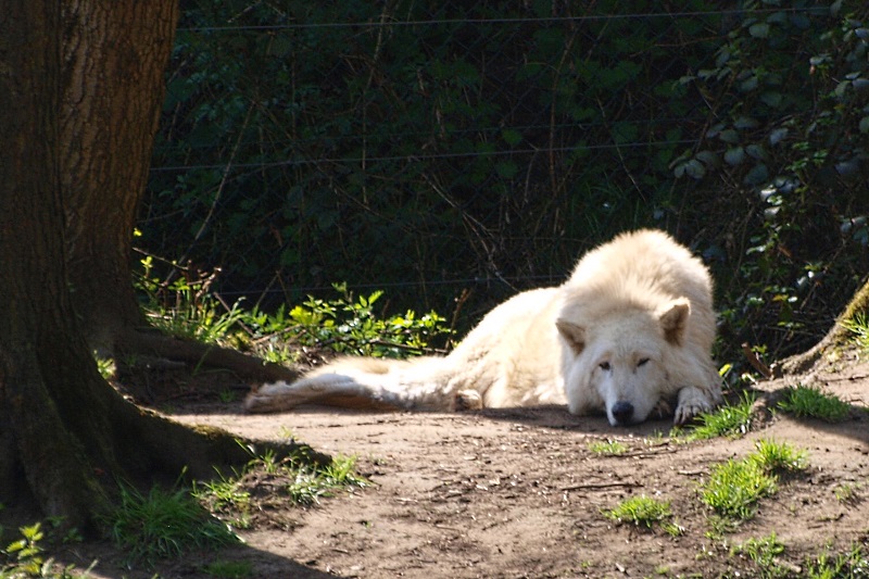 Arctic wolf (April 19th, 2015)