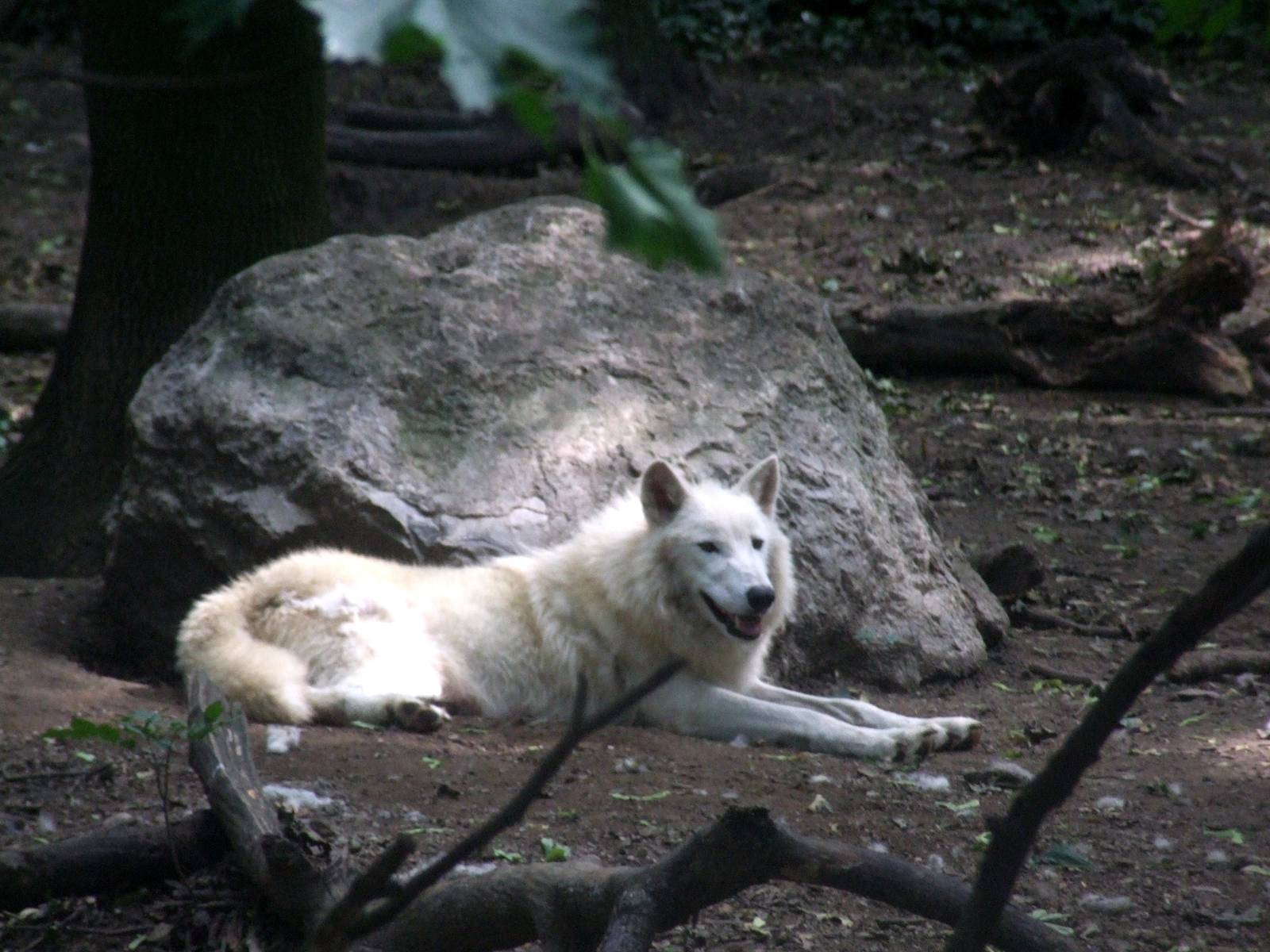 Arctic Wolf at Vienna, 14/06/13