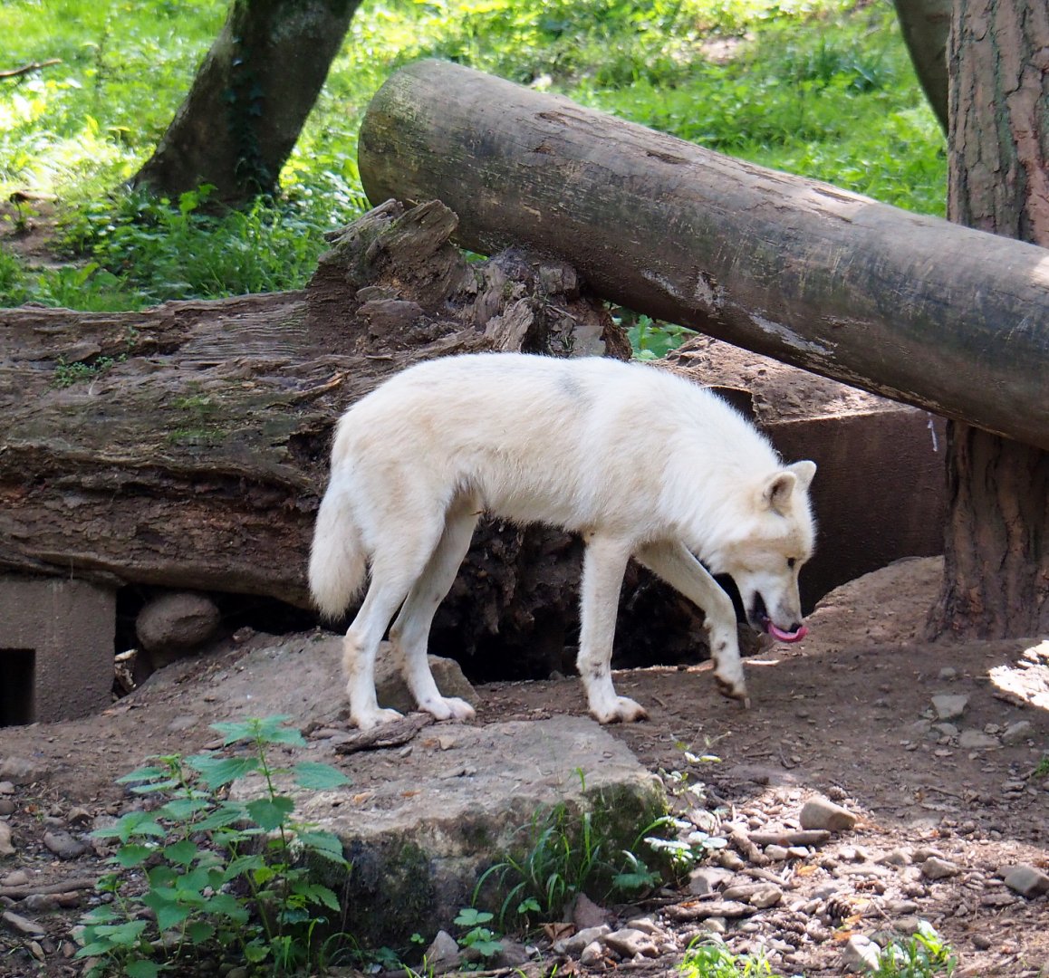 Arctic wolf (Canis lupus arctos), 2021-08-15