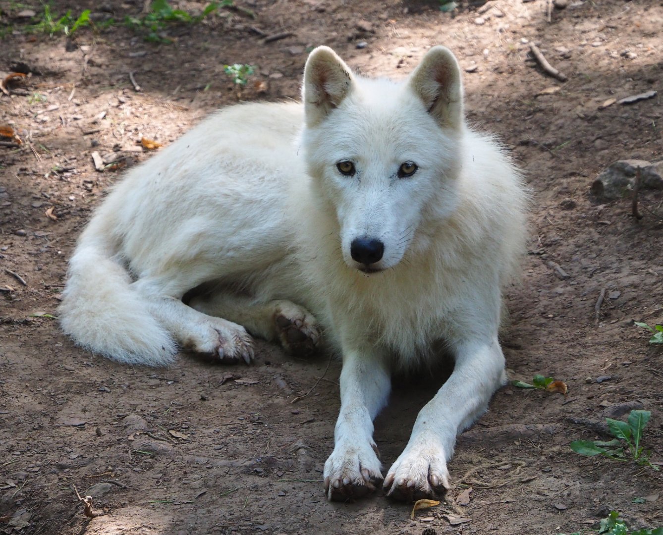 Arctic wolf (Canis lupus arctos), 2021-08-15